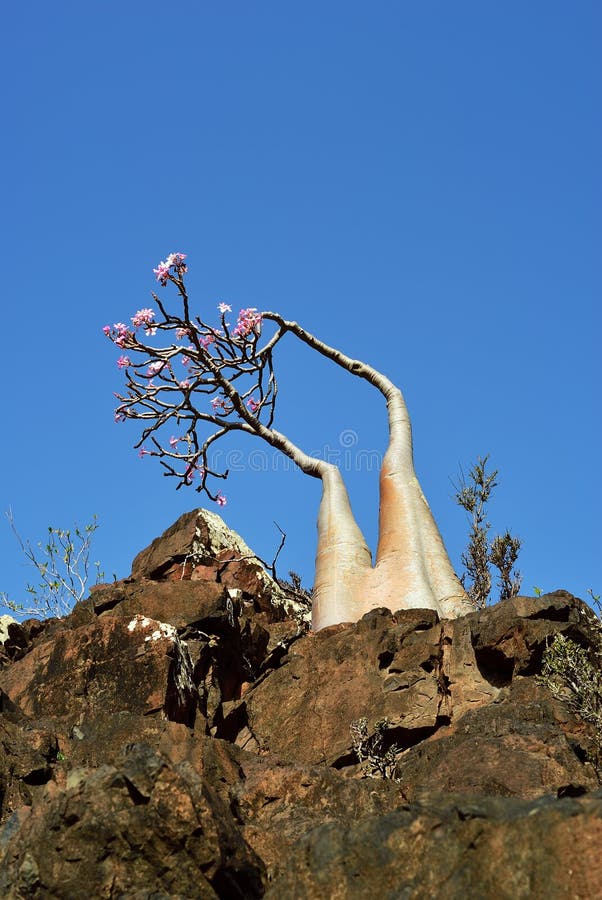 Arbre fleurissant de bouteille, Yémen, île de Socotra photographie stock Arbre fleurissant de bouteille, Yémen, île de Socotra photographie stock