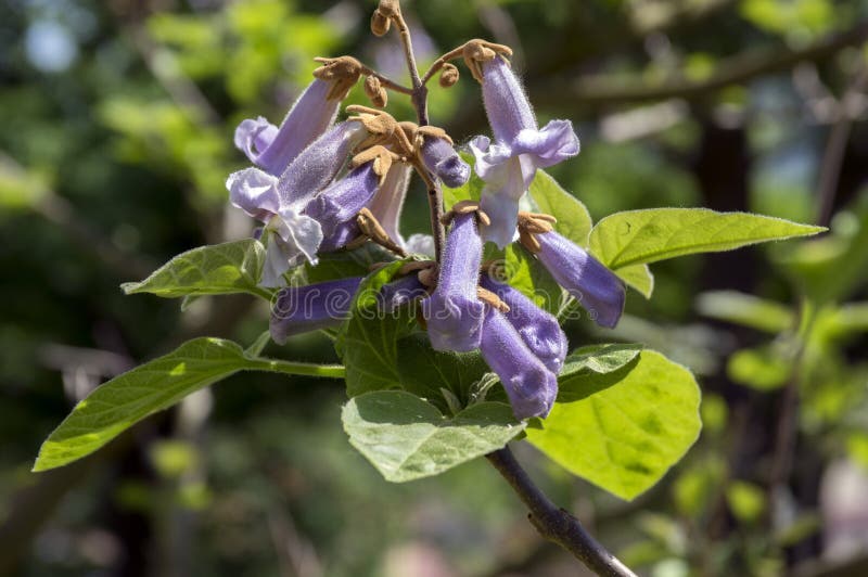 Arbre fleurissant ornemental de tomentosa de Paulownia, branches avec les feuilles vertes, graines et fleurs de cloche violettes image libre de droits Arbre fleurissant ornemental de tomentosa de Paulownia, branches avec les feuilles vertes, graines et fleurs de cloche violettes image libre de droits