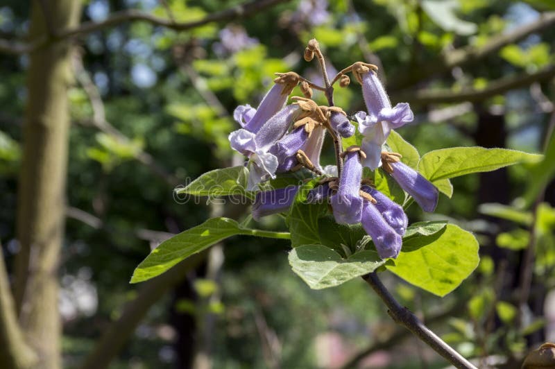 Arbre fleurissant ornemental de tomentosa de Paulownia, branches avec les feuilles vertes, graines et fleurs de cloche violettes photographie stock Arbre fleurissant ornemental de tomentosa de Paulownia, branches avec les feuilles vertes, graines et fleurs de cloche violettes photographie stock