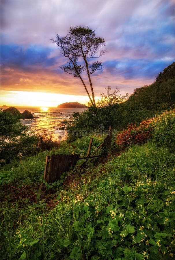 Arbre isolé, coucher du soleil de paysage marin en Californie du nord images stock Arbre isolé, coucher du soleil de paysage marin en Californie du nord images stock