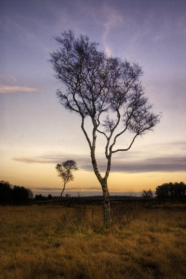 Arbre isolé dans le coucher du soleil image stock Arbre isolé dans le coucher du soleil image stock