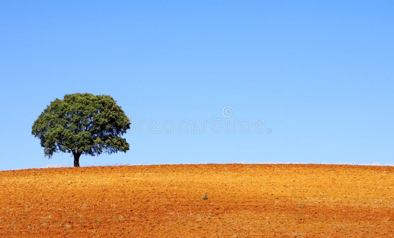 Lonely tree at alentejo region, Portugal. Lonely tree at alentejo region, Portugal