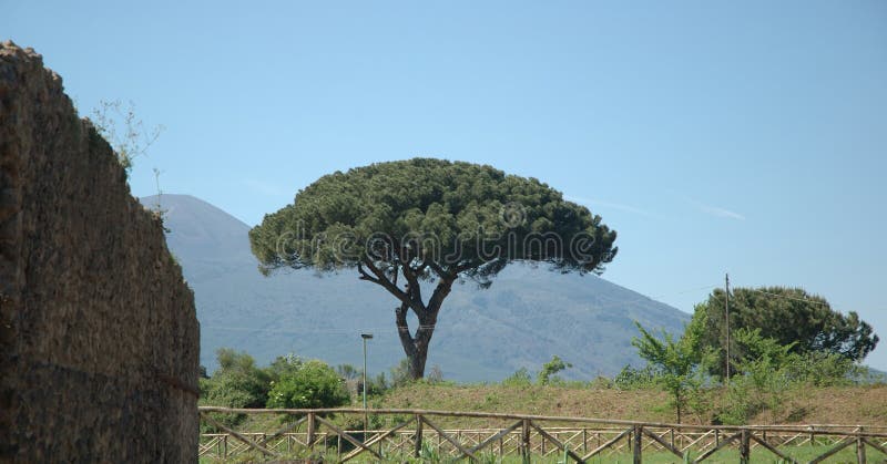Arbre italien photo libre de droits Arbre italien photo libre de droits