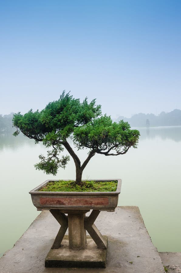 Lac, Plante Verte, Arbre, Herbe Dans Le Jardin Japonais De Zen Photo stock  - Image du sapins, jardin: 73019544