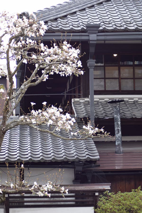 Arbre Japonais De Fleur Blanche De Saison De Chambre De Conception  Traditionnelle Au Printemps Dans Le Jardin Image stock - Image du blanc,  traditionnel: 117593333