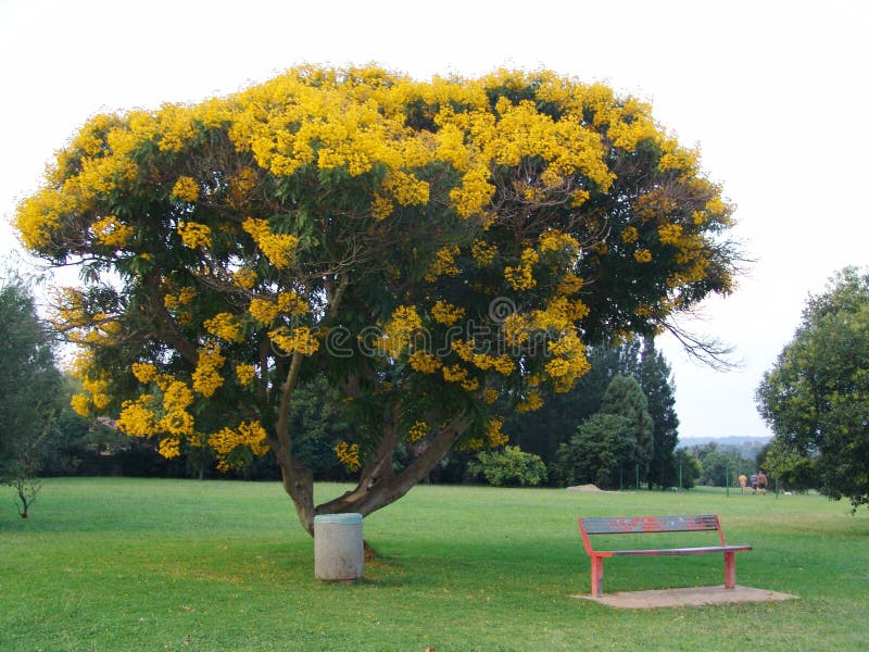arbre jaune twinmotion
