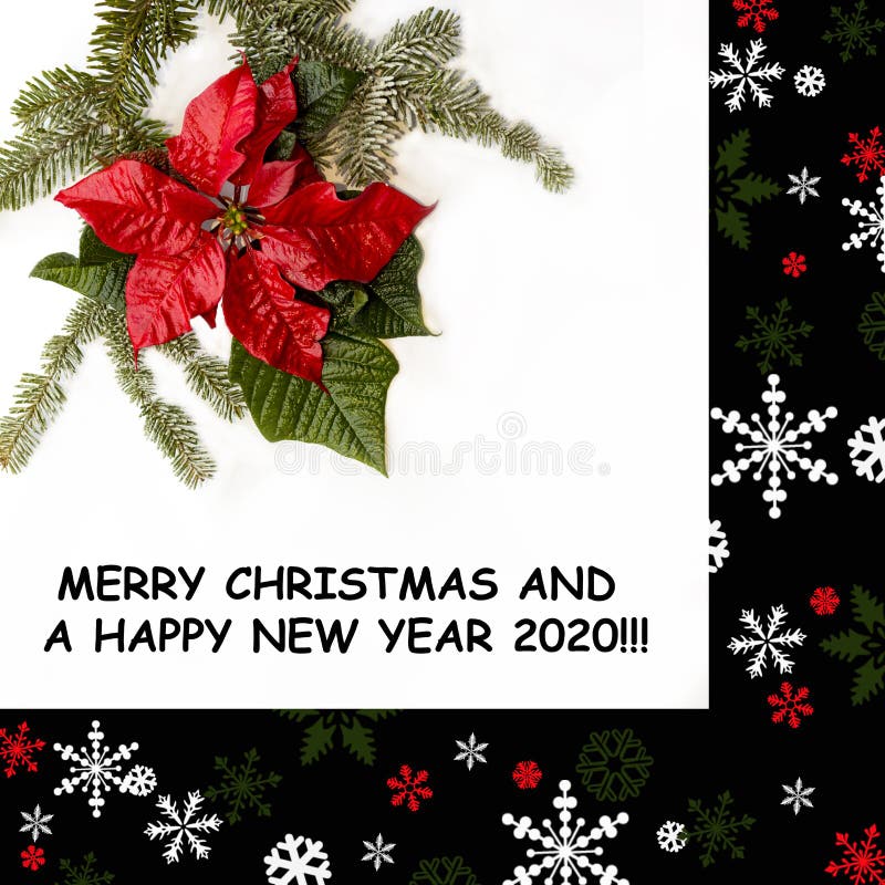 Arbre matural rouge de poinsettia et de sapin sur le fond blanc Vue dans le noir avec des ornements de neige et de Noël Joyeux No images libres de droits Arbre matural rouge de poinsettia et de sapin sur le fond blanc Vue dans le noir avec des ornements de neige et de Noël Joyeux No images libres de droits