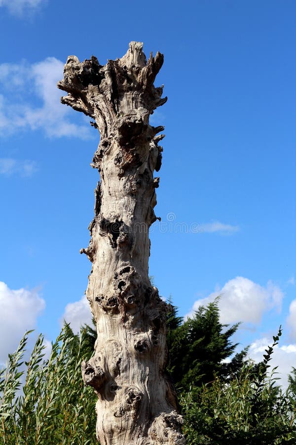 Arbre mort photos stock Arbre mort photos stock