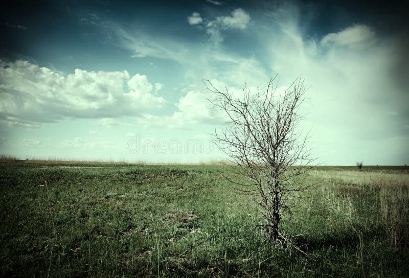 Arbre mort photographie stock libre de droits Arbre mort photographie stock libre de droits