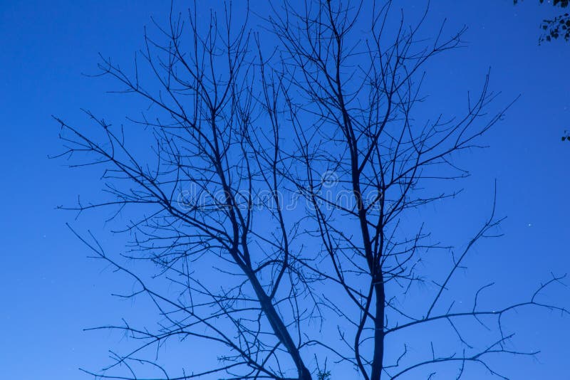 Arbre mort dans le ciel nocturne image libre de droits Arbre mort dans le ciel nocturne image libre de droits