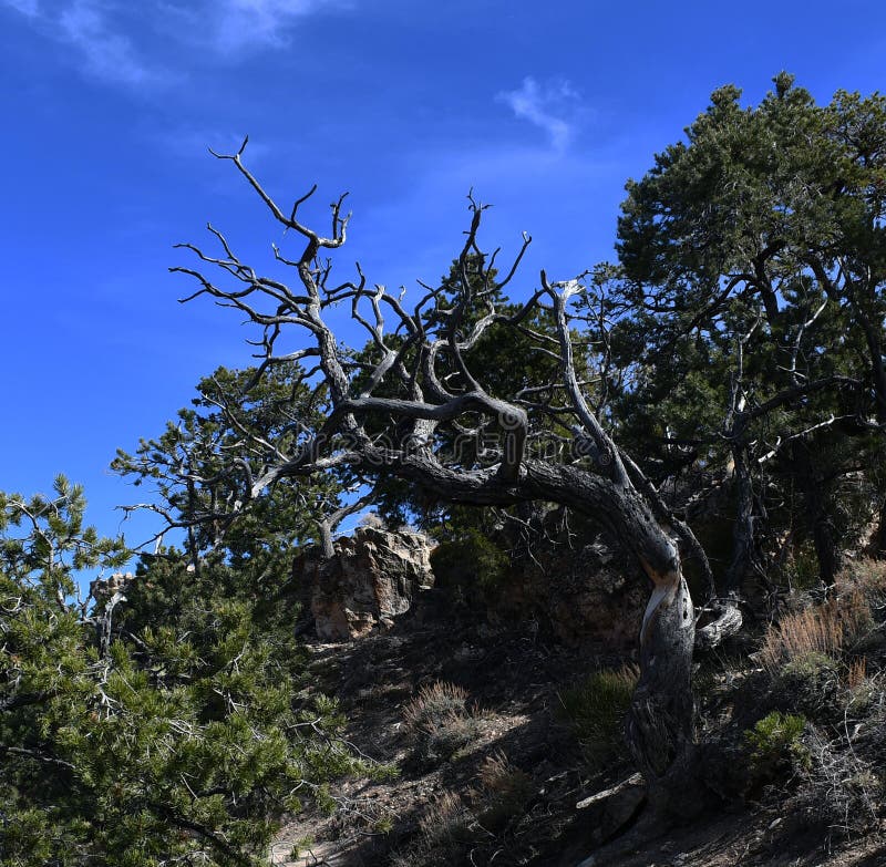 Arbre mort dans un domaine des arbres vivants image stock Arbre mort dans un domaine des arbres vivants image stock