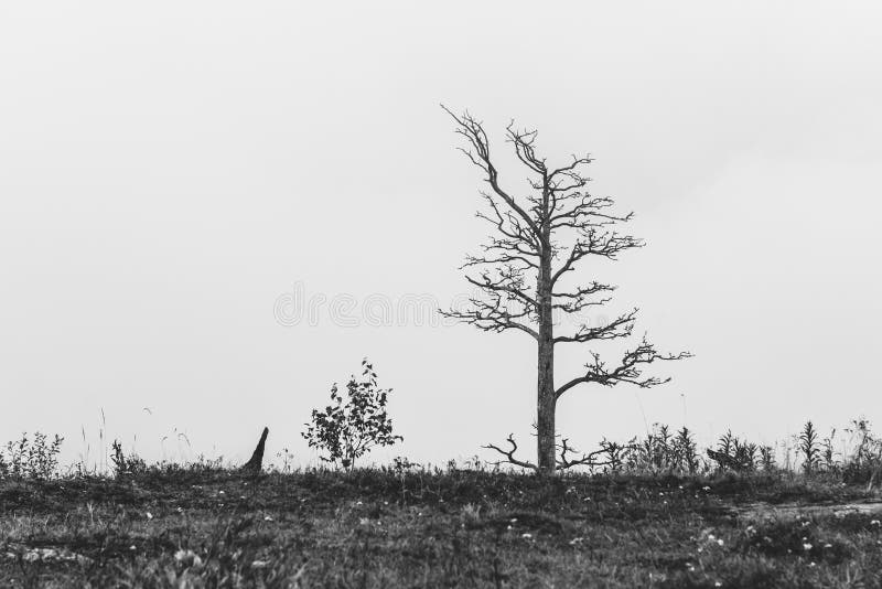 Arbre mort isolé photographie stock Arbre mort isolé photographie stock