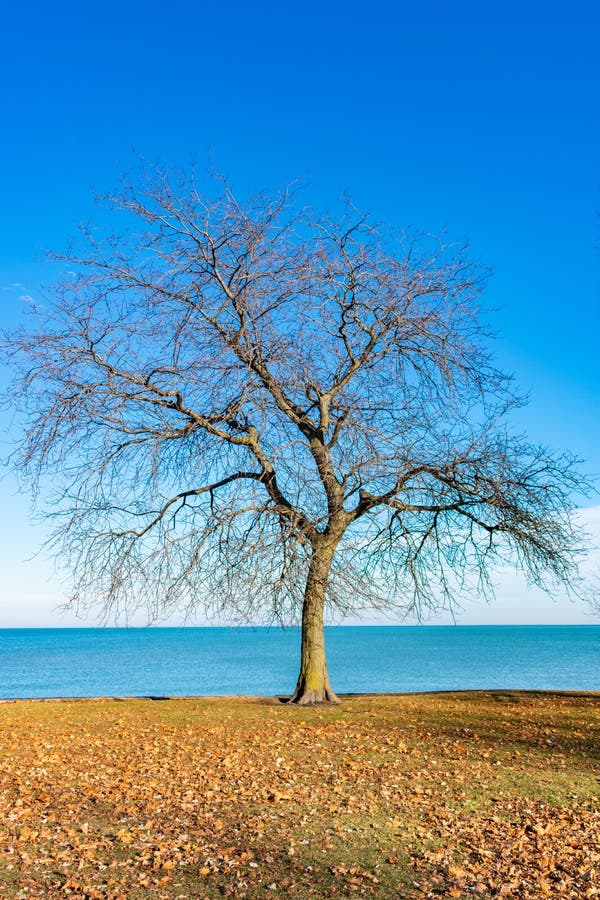 Arbre nu simple le long du rivage du lac Michigan Chicago images libres de droits Arbre nu simple le long du rivage du lac Michigan Chicago images libres de droits