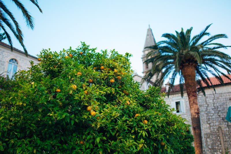 Arbre orange près de la maison en pierre photos stock Arbre orange près de la maison en pierre photos stock