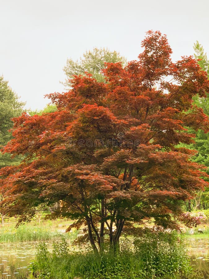 Arbre rouge en parc image libre de droits Arbre rouge en parc image libre de droits