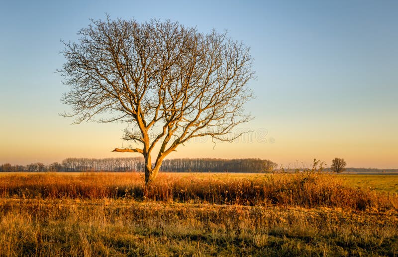 Arbre sans feuilles solitaire dans la lumière d'or du coucher de soleil images libres de droits Arbre sans feuilles solitaire dans la lumière d'or du coucher de soleil images libres de droits