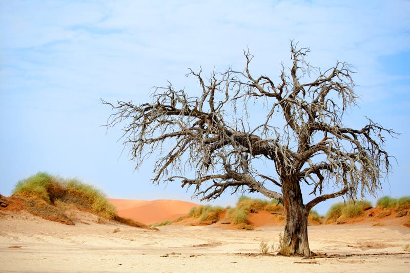 Arbre sec d'acacia de chameau sur les dunes de sable oranges et le fond lumineux de ciel bleu, Namibie, Afrique méridionale photographie stock Arbre sec d'acacia de chameau sur les dunes de sable oranges et le fond lumineux de ciel bleu, Namibie, Afrique méridionale photographie stock