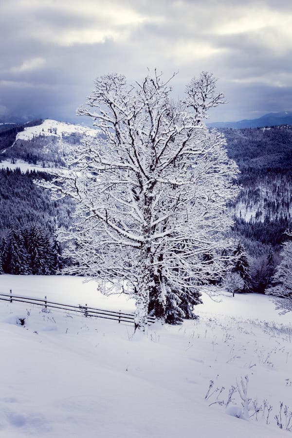Arbre seul en hiver photos libres de droits Arbre seul en hiver photos libres de droits