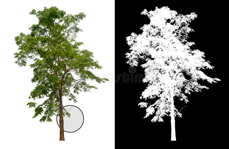 Arbre simple avec le chemin de coupure illustration de vecteur Arbre simple avec le chemin de coupure illustration de vecteur