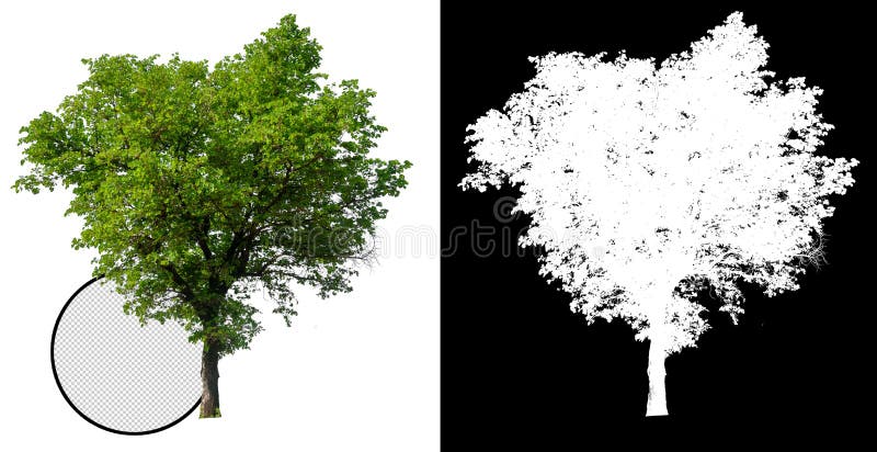 Arbre simple avec le chemin de coupure illustration stock Arbre simple avec le chemin de coupure illustration stock