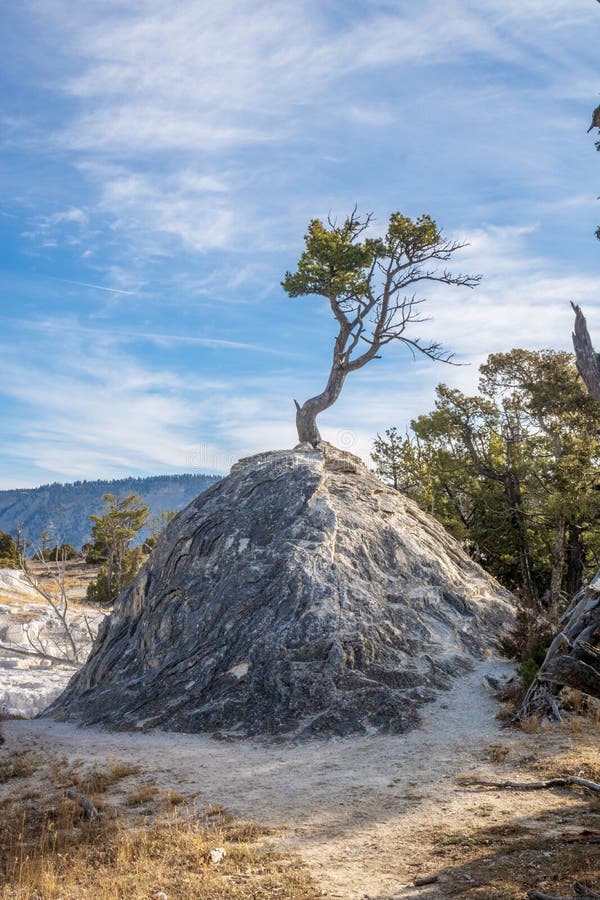 Les arbres qui ne voulaient pas mourir * - Page 3 Arbre-simple-s-%C3%A9levant-hors-du-travertin-d-une-source-thermale-128053473