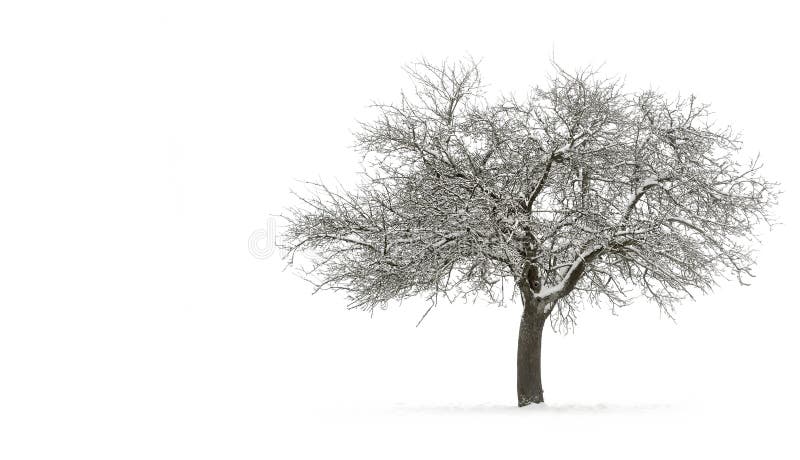 Arbre simple Snow-covered avec le copyspace photo stock Arbre simple Snow-covered avec le copyspace photo stock
