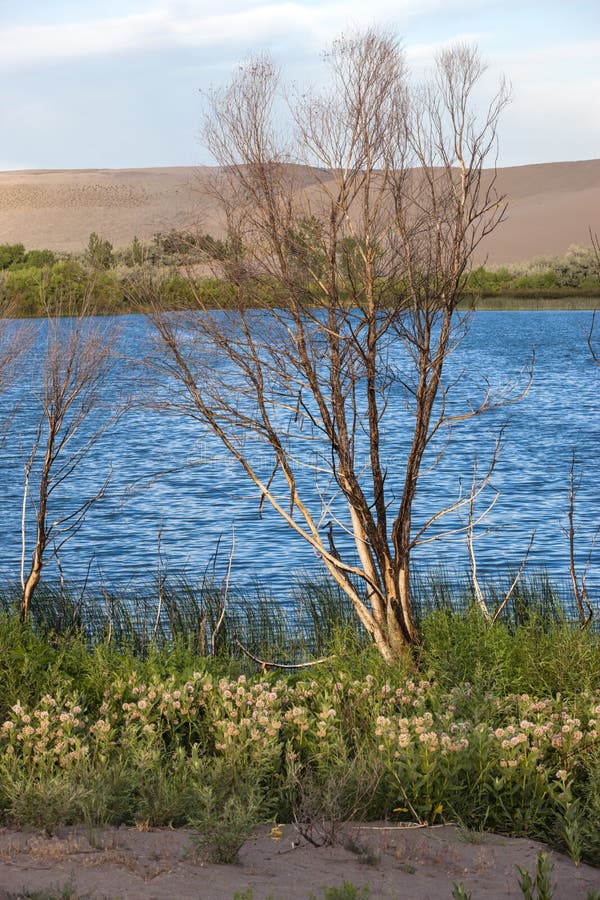 Arbre stérile par le lac. images libres de droits Arbre stérile par le lac. images libres de droits
