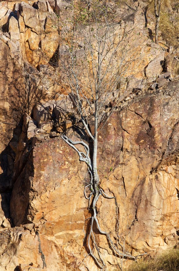 Arbre sur la roche images stock Arbre sur la roche images stock