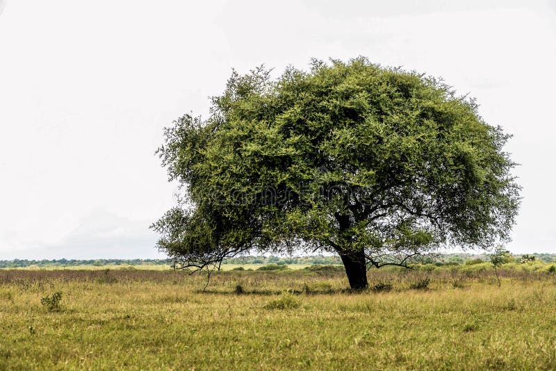 Arbre sur la savane images stock Arbre sur la savane images stock