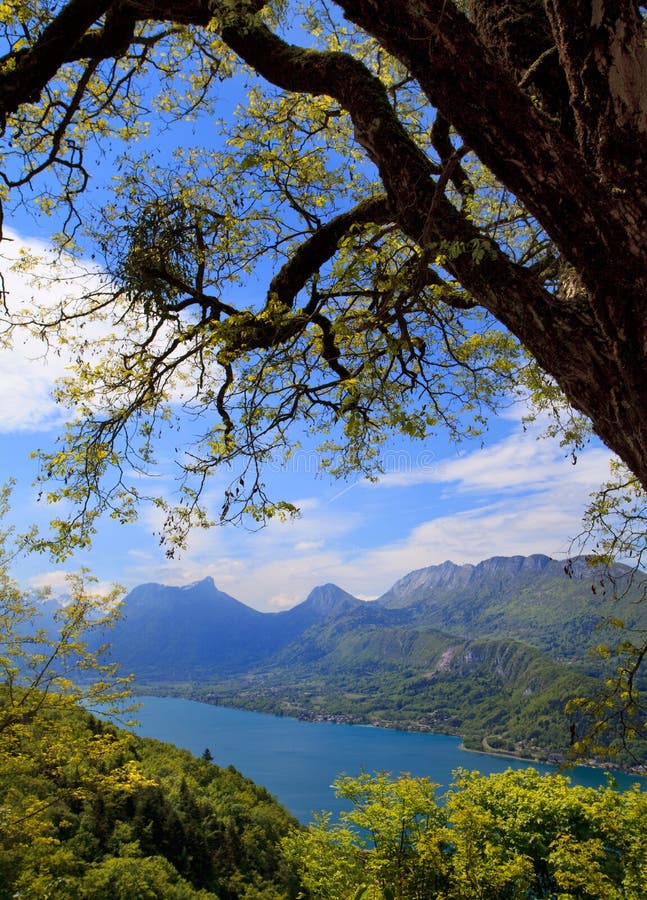 Arbre sur un fond de lac Annecy images stock Arbre sur un fond de lac Annecy images stock
