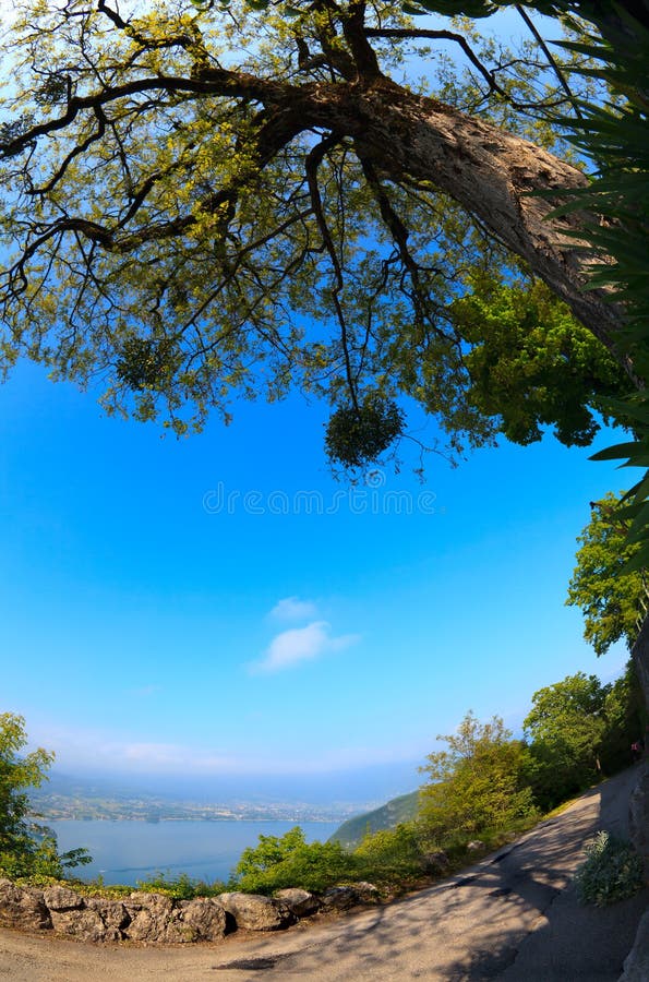 Arbre sur un fond de lac Annecy image libre de droits Arbre sur un fond de lac Annecy image libre de droits