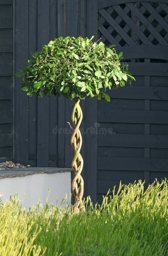 Arbre topiaire de jardin de cottage de Kent fleuri photographie stock Arbre topiaire de jardin de cottage de Kent fleuri photographie stock