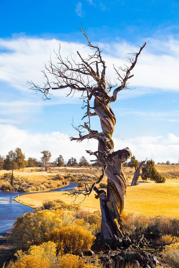 Arbre tordu de genévrier en hiver photo stock Arbre tordu de genévrier en hiver photo stock