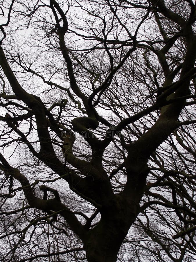 Arbre tordu par noir photographie stock libre de droits Arbre tordu par noir photographie stock libre de droits