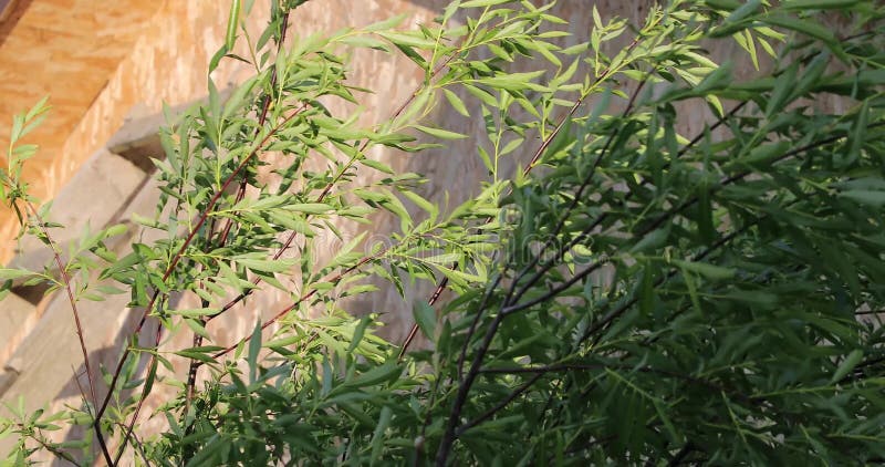 Arbre vert dans la vue d'été d'en haut banque de vidéos
