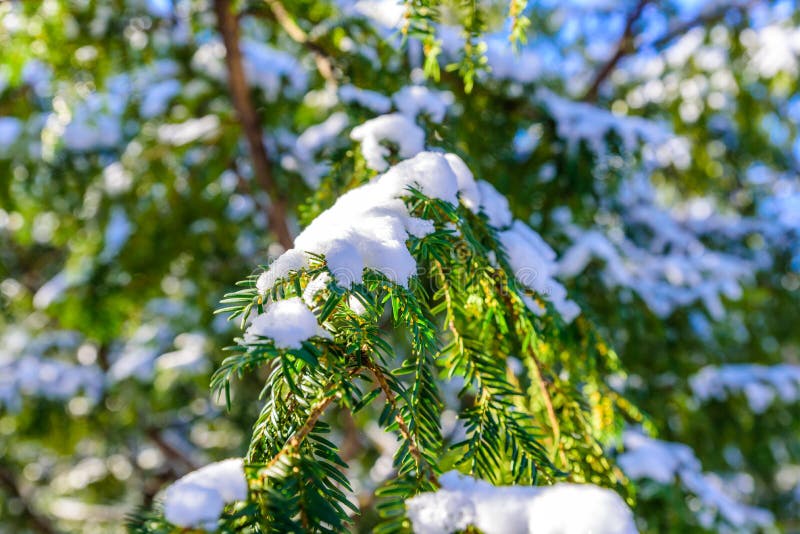 Arbre vert de branche de pin couvert de neige et de glace - arbre impeccable à feuilles persistantes de Noël - fond d'hiver image libre de droits Arbre vert de branche de pin couvert de neige et de glace - arbre impeccable à feuilles persistantes de Noël - fond d'hiver image libre de droits