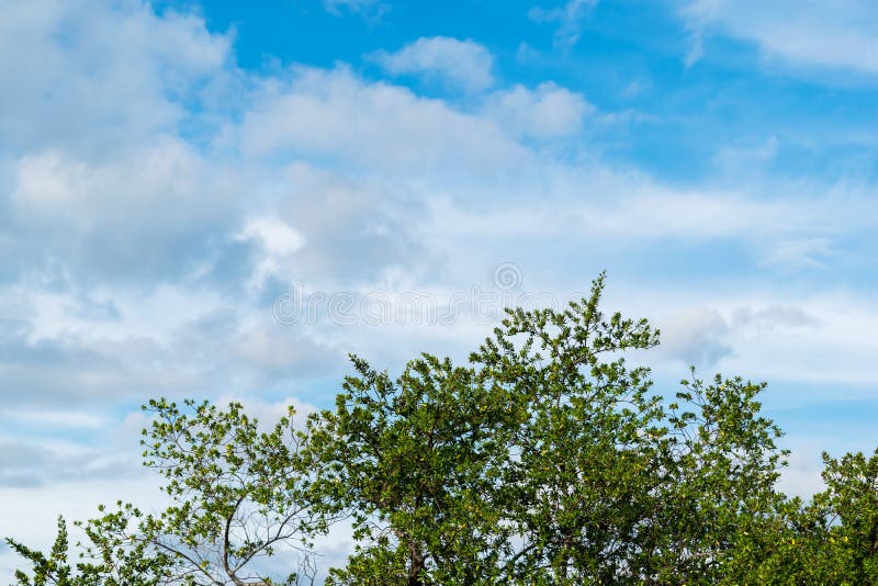 Arbre vert de feuille sur le ciel bleu et le fond nuageux photographie stock libre de droits Arbre vert de feuille sur le ciel bleu et le fond nuageux photographie stock libre de droits