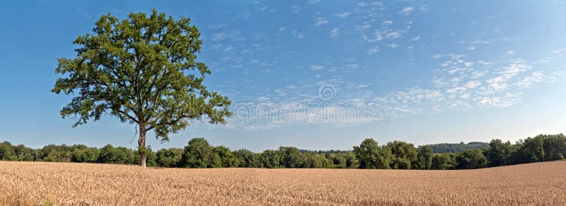 Arbre vert de solitude dans le domaine de blé avec le ciel nuageux bleu Panoram image libre de droits Arbre vert de solitude dans le domaine de blé avec le ciel nuageux bleu Panoram image libre de droits
