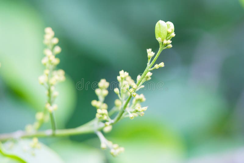 Arbre vert Sporuts photos stock Arbre vert Sporuts photos stock