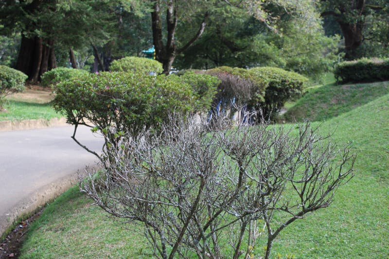 Arbre à branches sèches avec un arbre vivant image libre de droits Arbre à branches sèches avec un arbre vivant image libre de droits