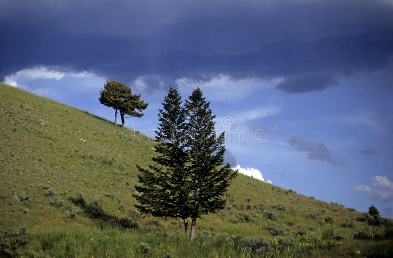 Arbres images libres de droits