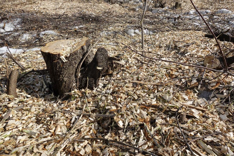Arbres abattus Déchets de tronçon et de bois Le concept de la mauvaise écologie Coupe des arbres photos libres de droits Arbres abattus Déchets de tronçon et de bois Le concept de la mauvaise écologie Coupe des arbres photos libres de droits