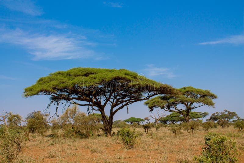 Arbres africains d'acacia dans le buisson de la savane photos stock