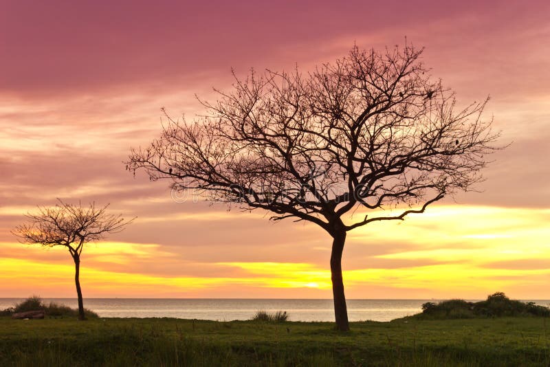 Arbres au lever de soleil images stock Arbres au lever de soleil images stock