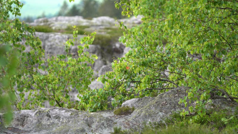 Arbres avec vue rapprochée de roche. La forêt d'été. Paysage paisible banque de vidéos