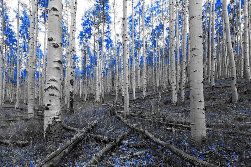 Arbres bleus dans une scène surréaliste de paysages forestiers