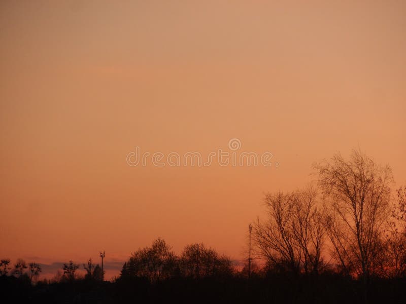 Arbres contre le ciel orange photos libres de droits Arbres contre le ciel orange photos libres de droits