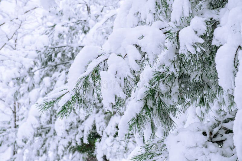 Arbres couverts par la neige en hiver images libres de droits Arbres couverts par la neige en hiver images libres de droits