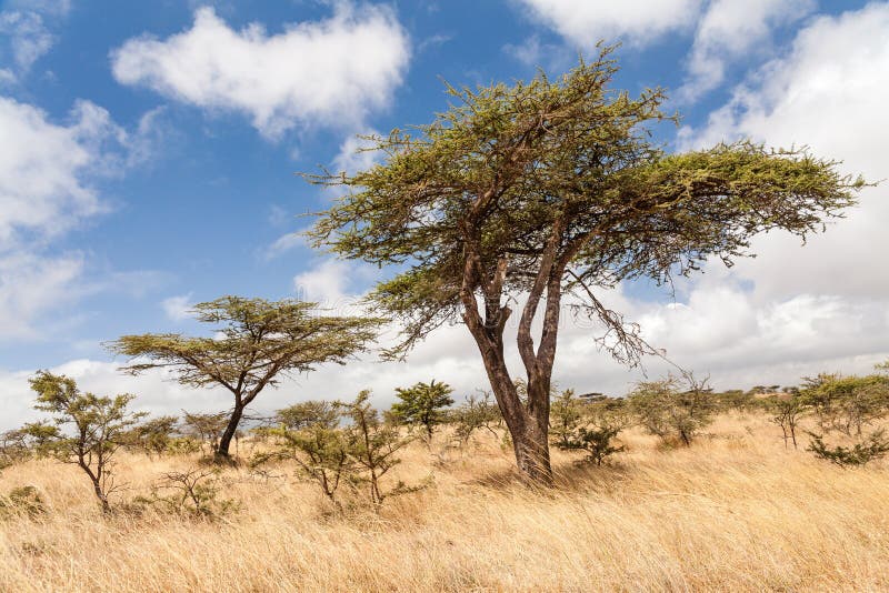 Arbres d'acacia pendant la saison sèche en Ethiopie image stock