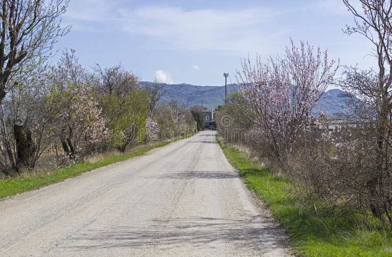 Arbres d'amande de floraison des côtés d'une route crimea photographie stock Arbres d'amande de floraison des côtés d'une route crimea photographie stock